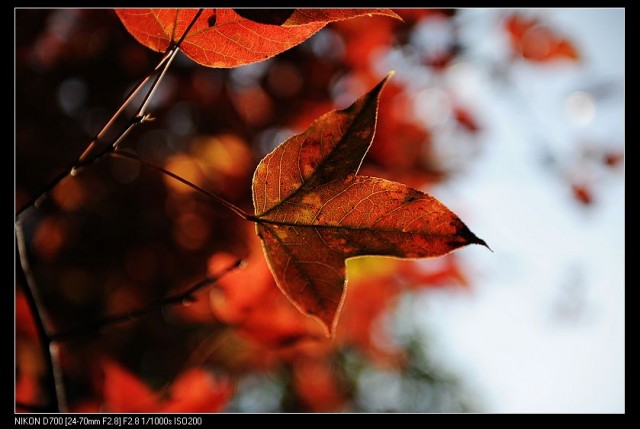 nEO_IMG_DSC_1099.jpg