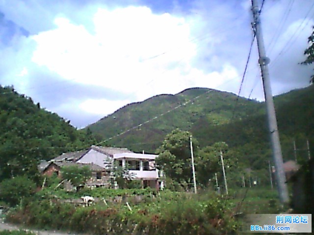 樟树下