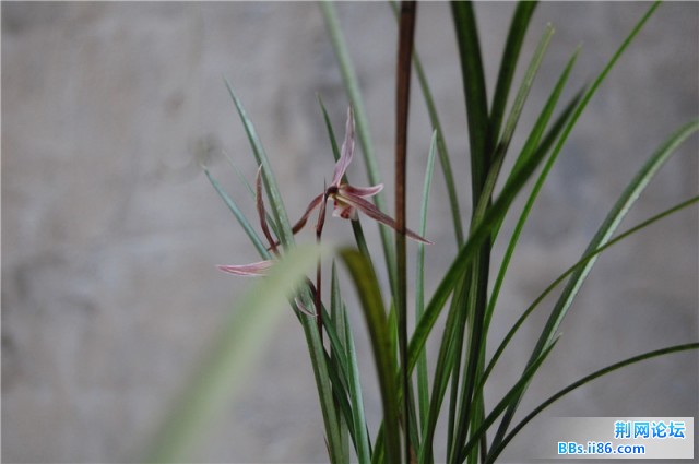 DSC_0012_副本.jpg