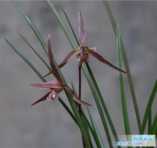 DSC_0013_副本.jpg