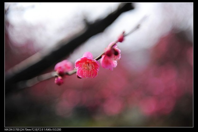 nEO_IMG_DSC_2136.jpg