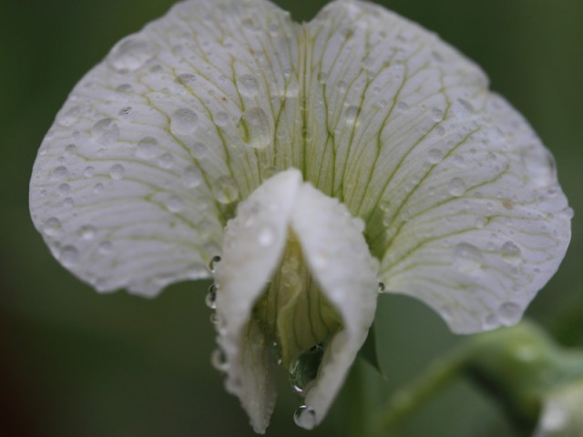 BI0E7705.JPG