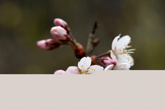 樱桃花BI0E8051.JPG