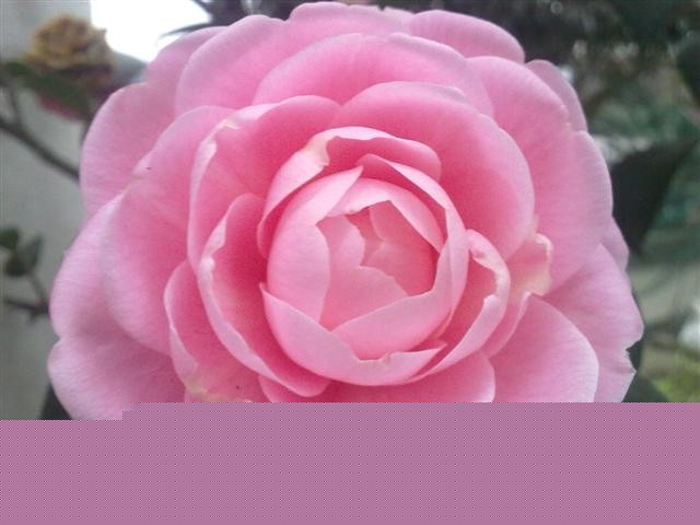 20110311888.jpg