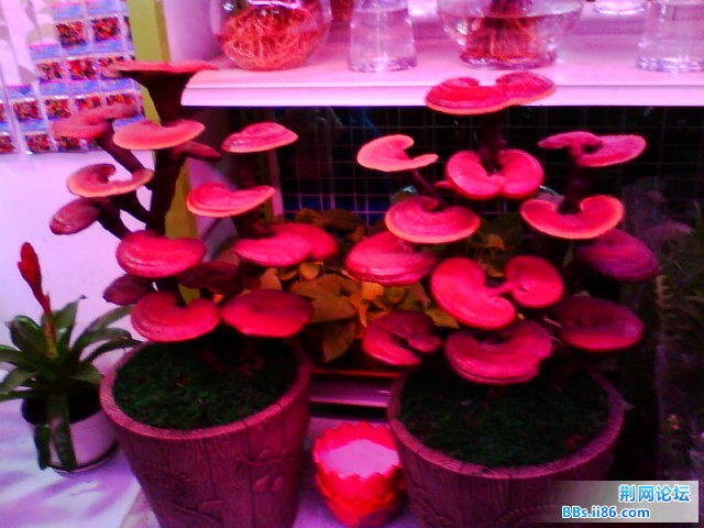 IMG0619A.jpg