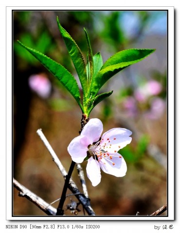 桃花.jpg