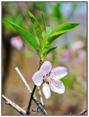 桃花1.jpg