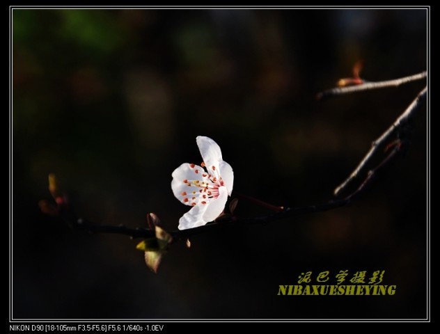 野花.jpg