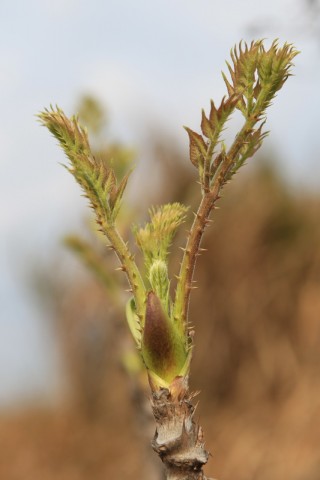 BI0E8480.JPG