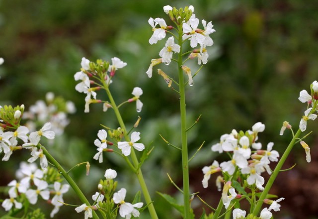 BI0E8395.JPG