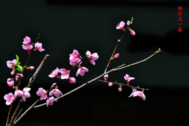 桃红又一春.jpg