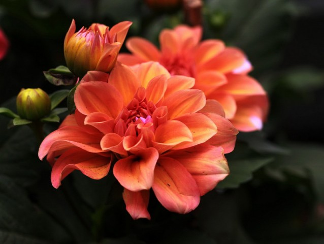 BI0E8454.JPG