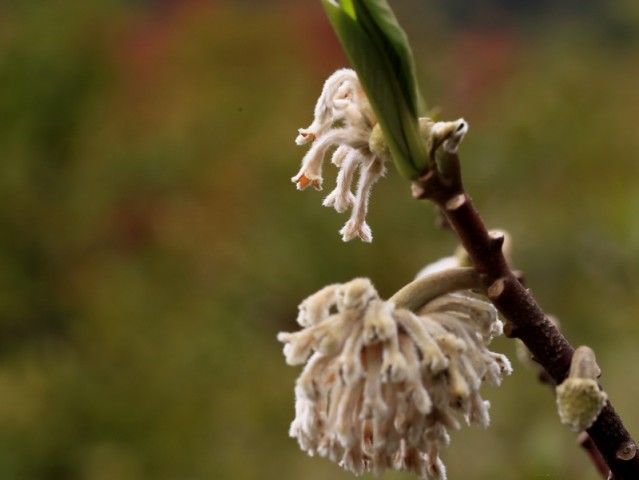 BI0E9065.JPG