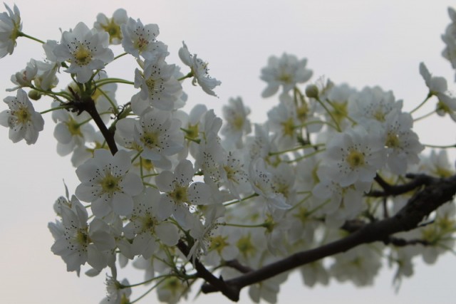 BI0E9306.JPG