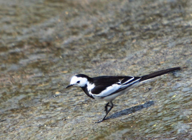 BI0E9156.JPG