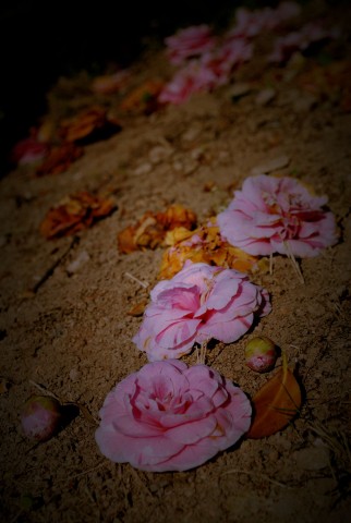 DSC_0581.JPG