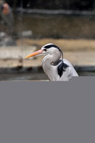 DSC_9697.JPG