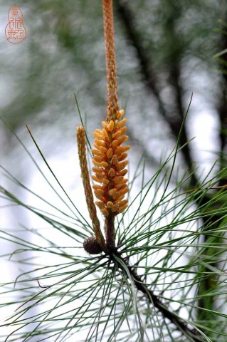 DSC_0565.jpg