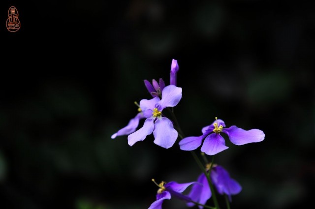 DSC_0152.jpg