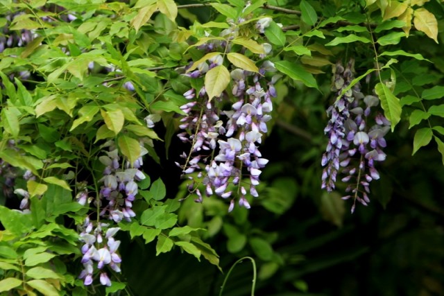 BI0E0094.JPG