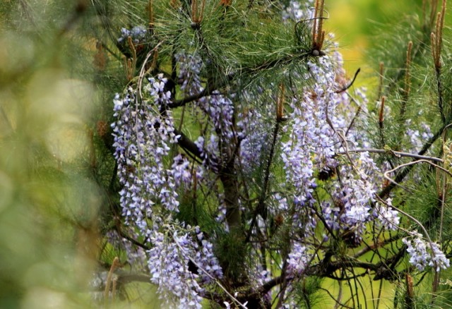 BI0E0096.JPG