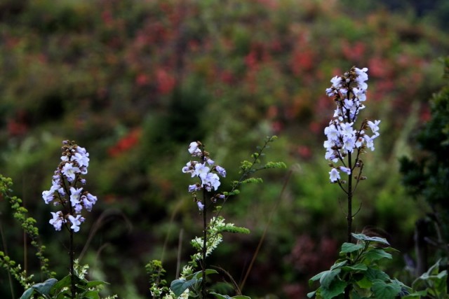 BI0E0110.JPG