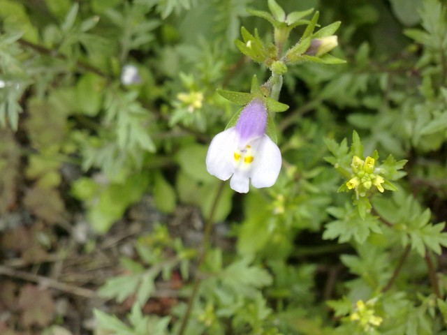 20110505068.jpg