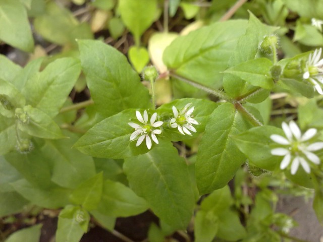 20110505071.jpg
