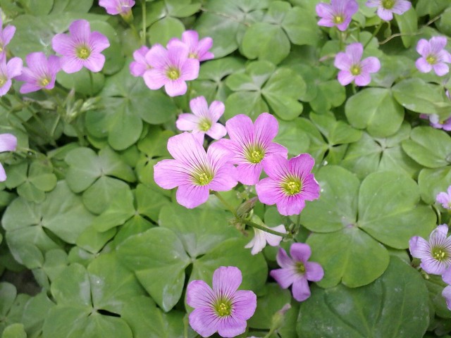 20110505061.JPG