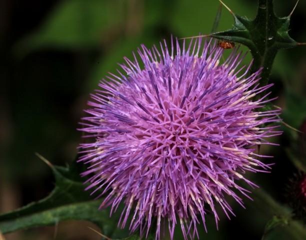 小花BI0E1389.JPG