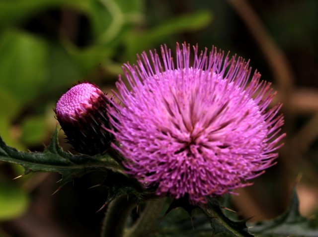 小花BI0E1387.JPG