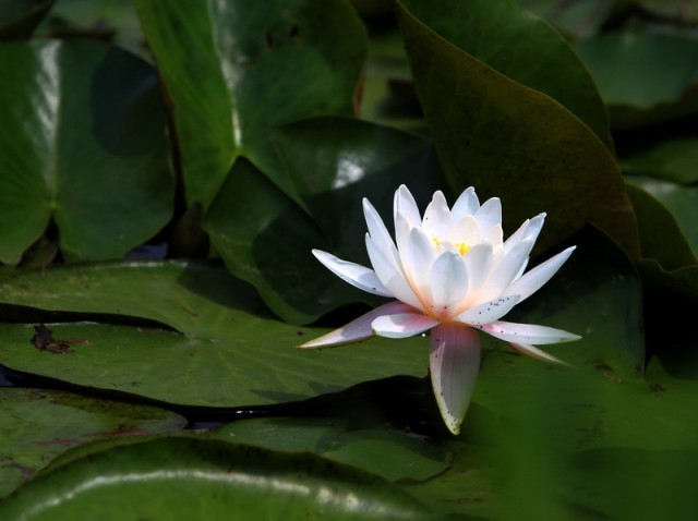 小花BI0E1095.JPG