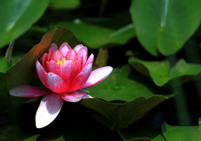 小花BI0E1096.JPG