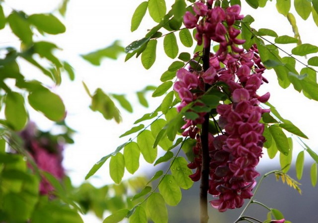 小花BI0E1307.JPG