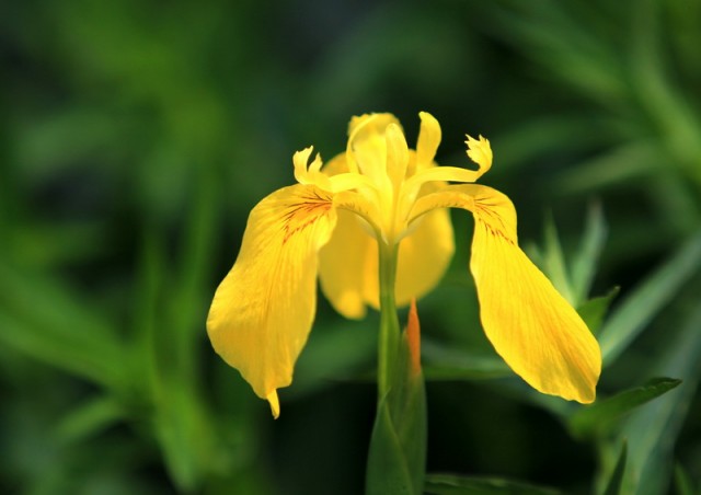 小花BI0E1098.JPG