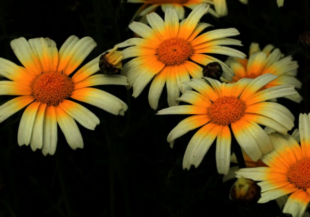 小花BI0E1384.JPG