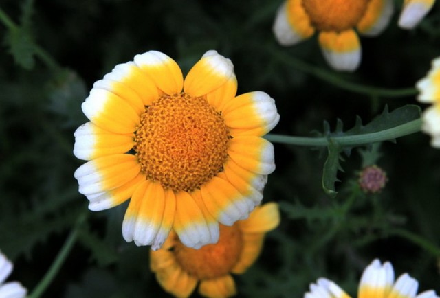 小花BI0E1313.JPG