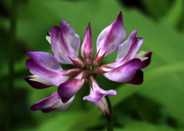 小花BI0E1385.JPG
