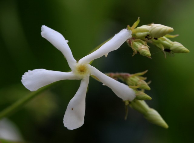 小花BI0E1369.JPG