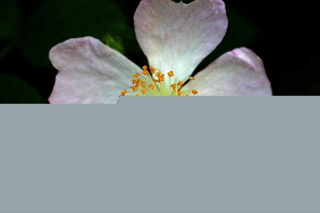 小花BI0E1374.JPG