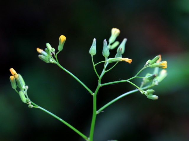 小花BI0E1378.JPG