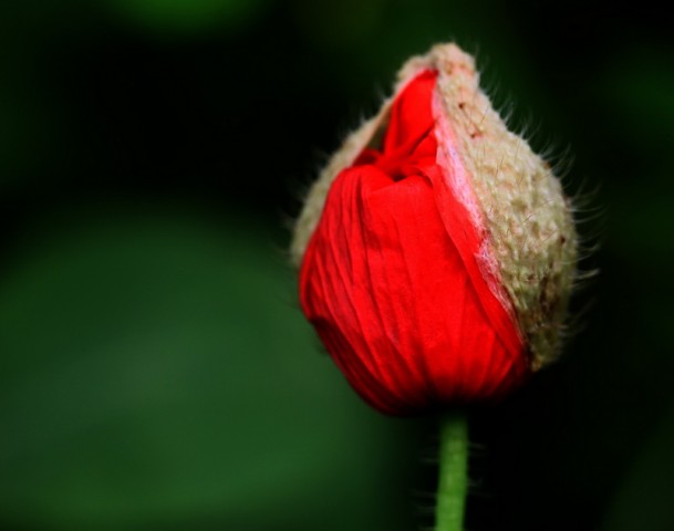 小花BI0E1433.JPG