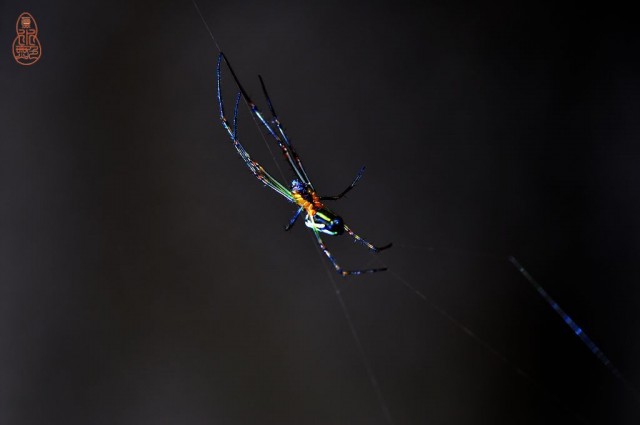 DSC_1156.jpg