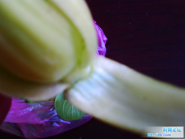 IMG0726A.jpg