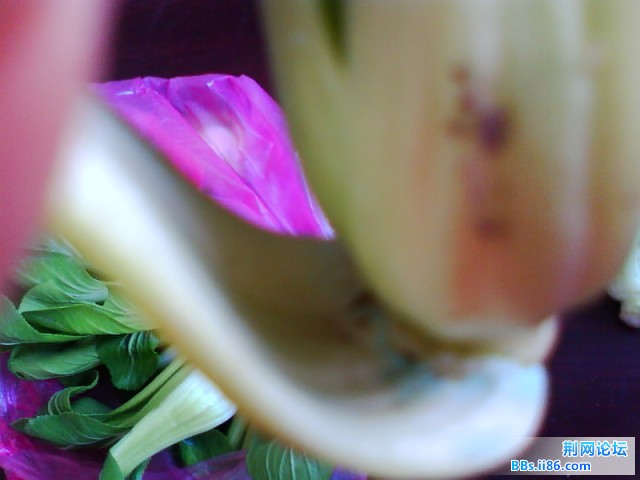 IMG0727A.jpg