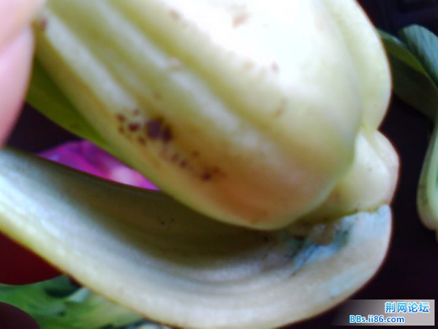 IMG0728A.jpg