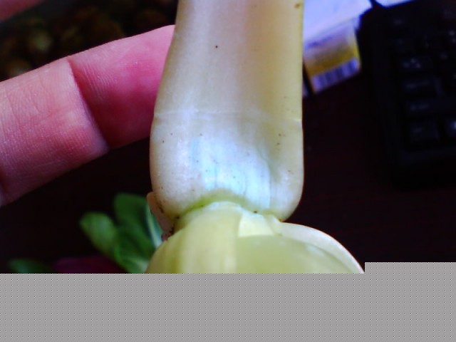 IMG0730A.jpg