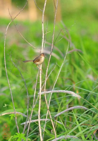 DSC_1376.jpg