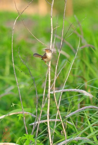 DSC_1375.jpg