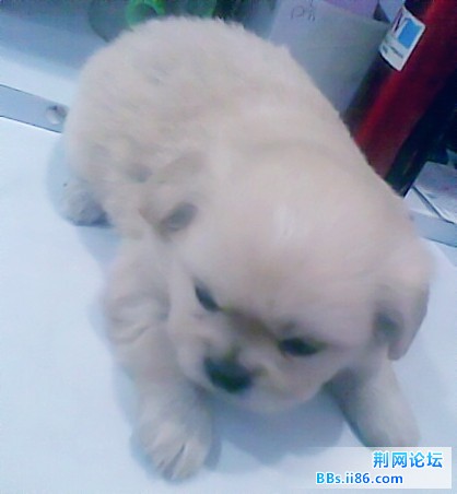 小狗1_副本.jpg
